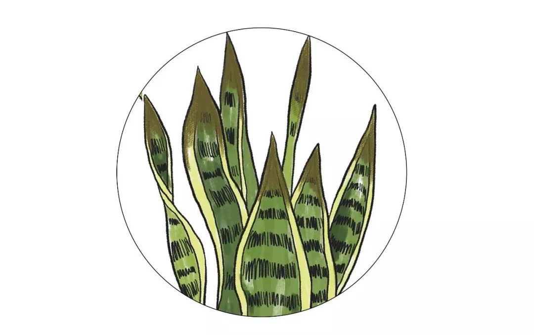 有什么好看的网红植物推荐,这三种网红植物家中必备你养了吗