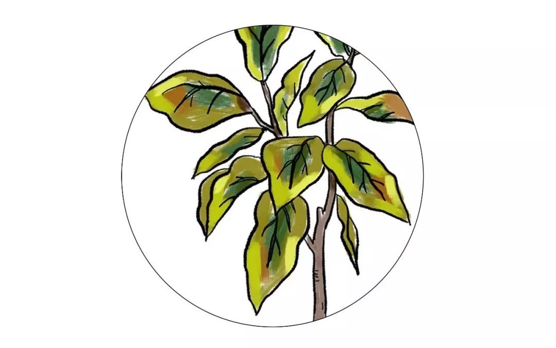 有什么好看的网红植物推荐,这三种网红植物家中必备你养了吗