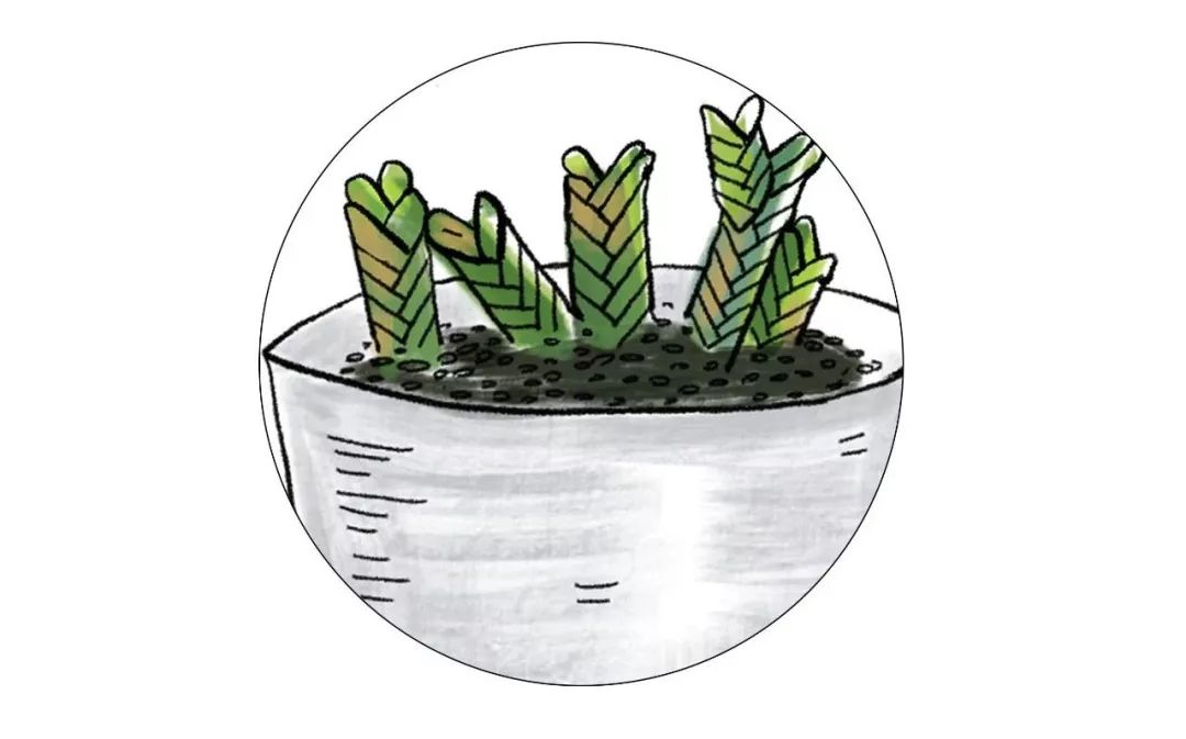 有什么好看的网红植物推荐,这三种网红植物家中必备你养了吗