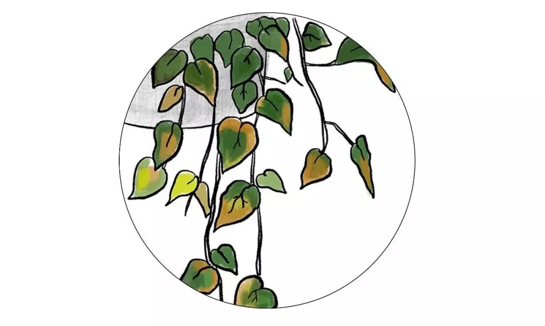 有什么好看的网红植物推荐,这三种网红植物家中必备你养了吗