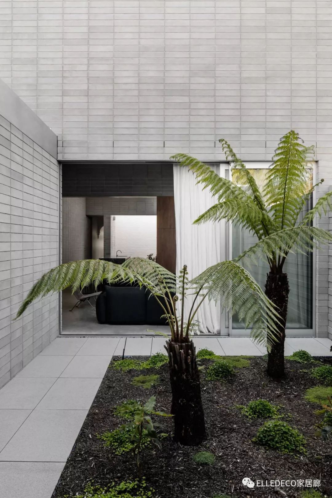 有什么好看的网红植物推荐,这三种网红植物家中必备你养了吗