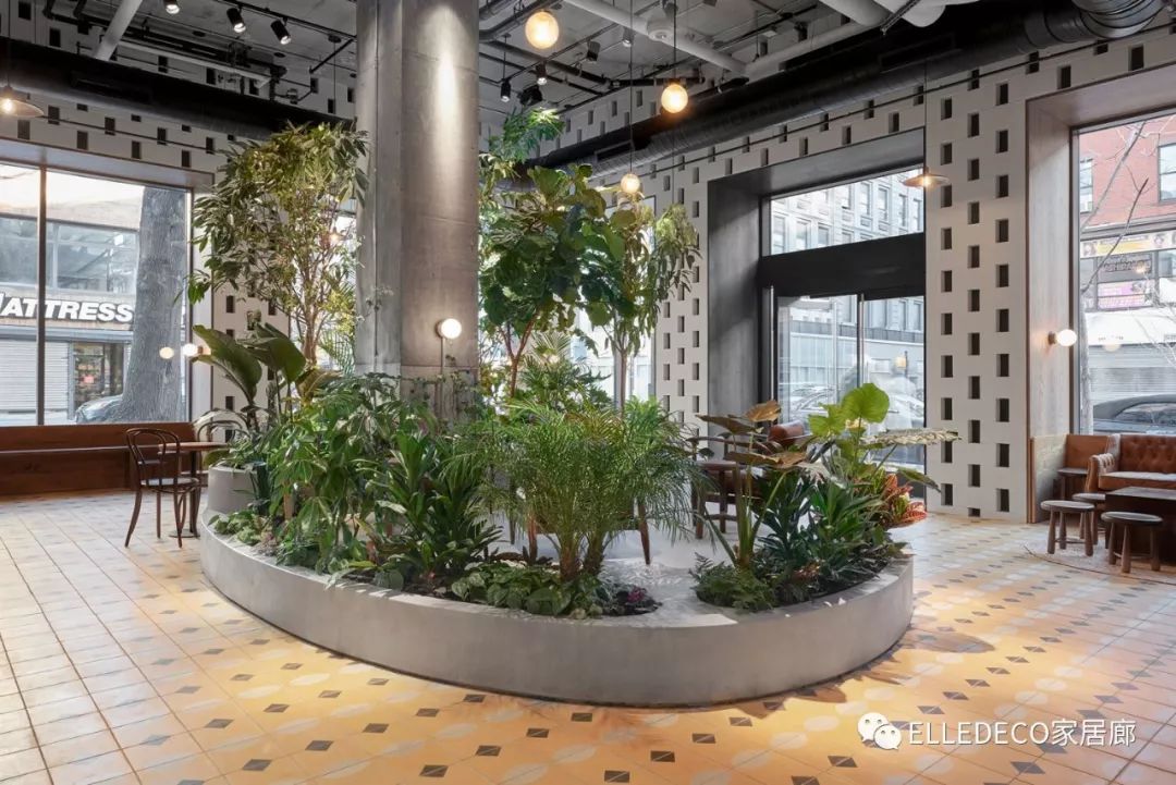 有什么好看的网红植物推荐,这三种网红植物家中必备你养了吗