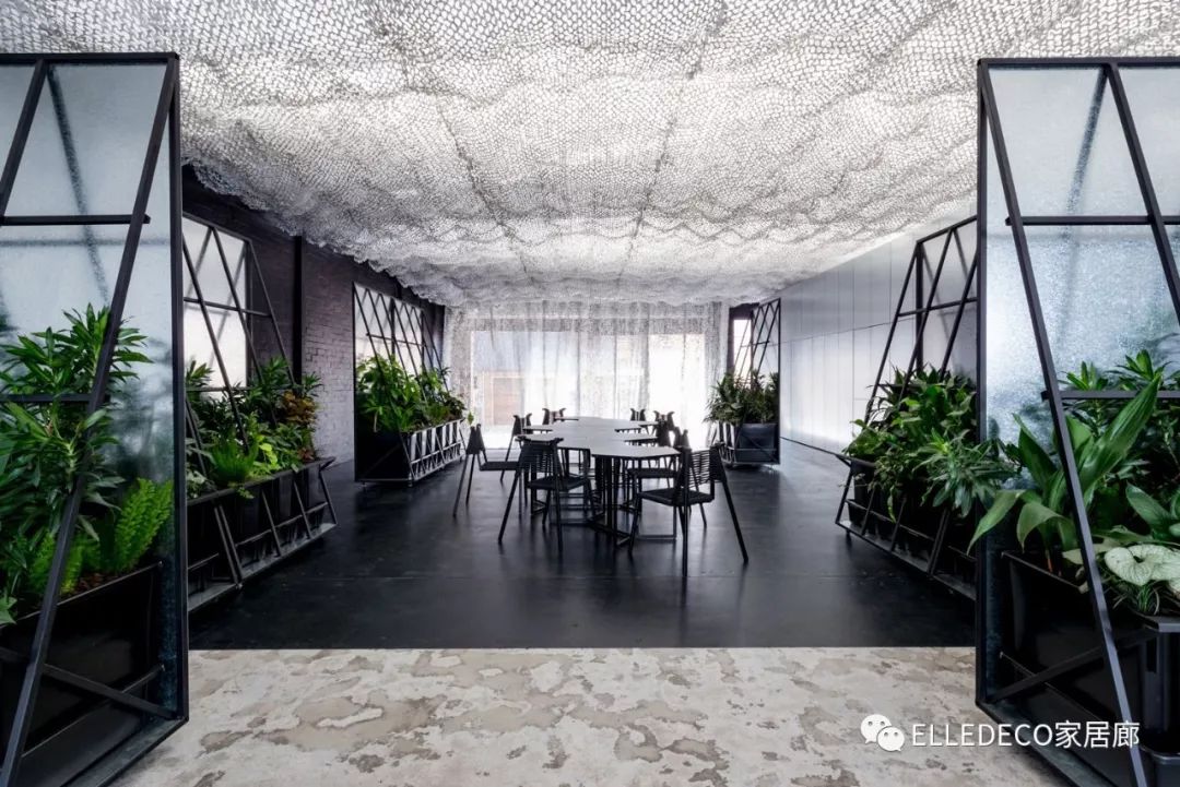 有什么好看的网红植物推荐,这三种网红植物家中必备你养了吗