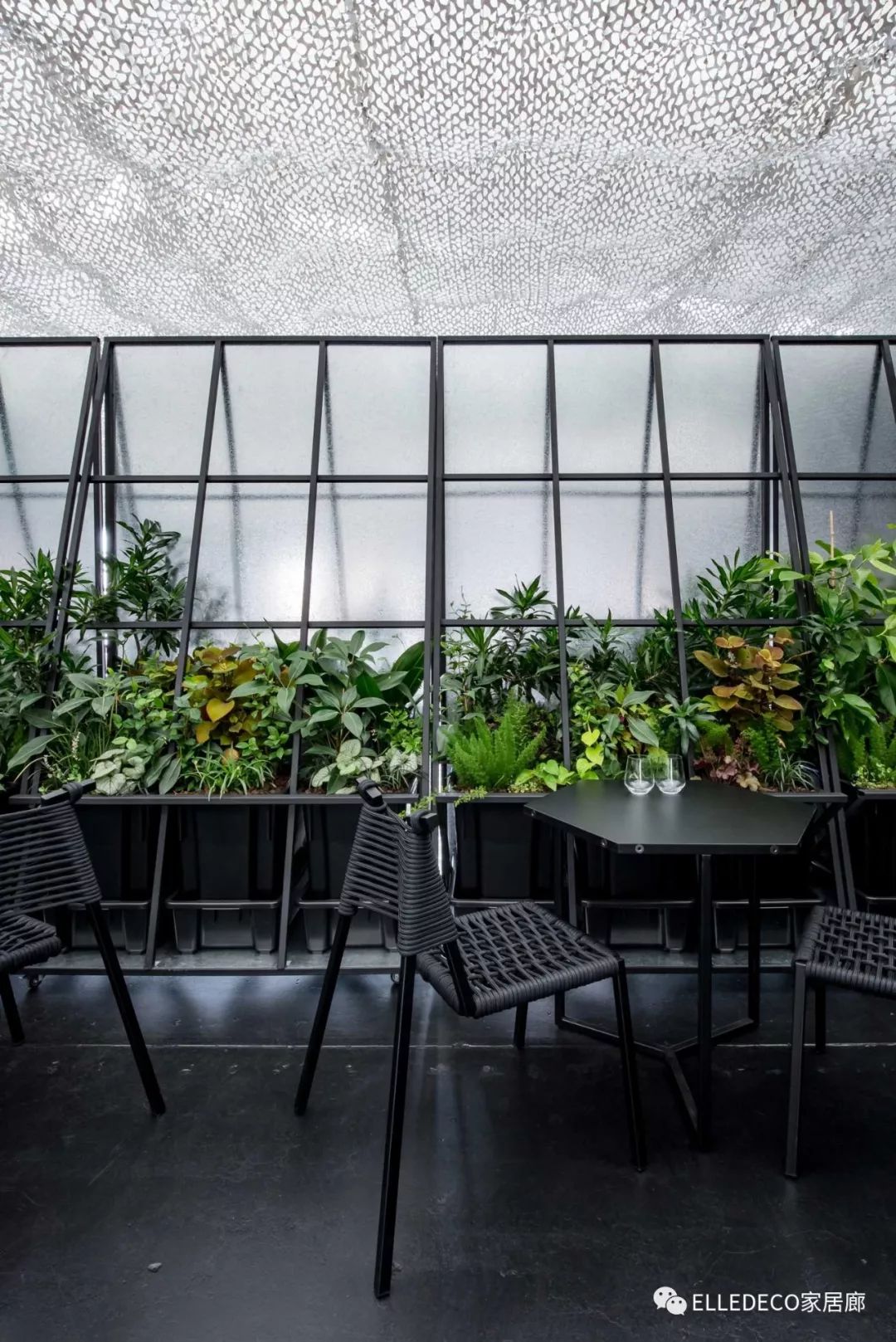 有什么好看的网红植物推荐,这三种网红植物家中必备你养了吗