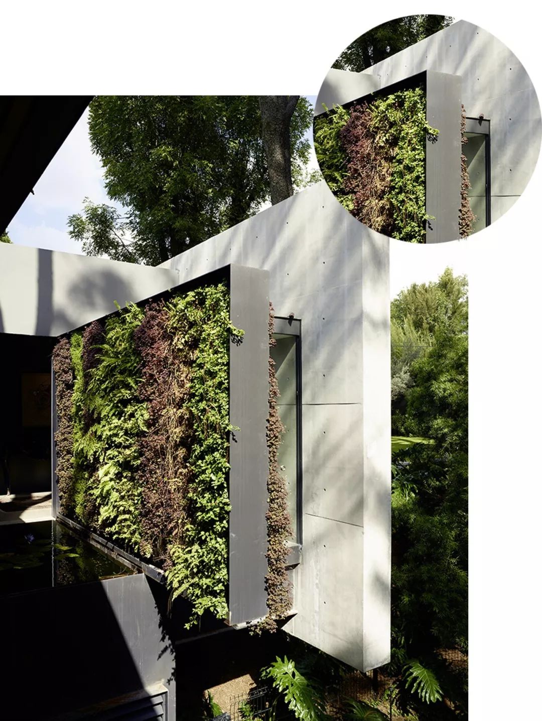 有什么好看的网红植物推荐,这三种网红植物家中必备你养了吗