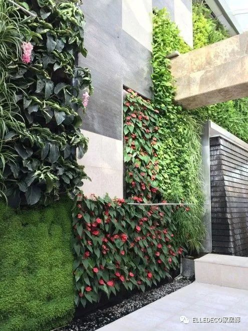 有什么好看的网红植物推荐,这三种网红植物家中必备你养了吗