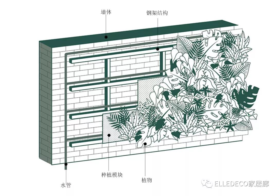 有什么好看的网红植物推荐,这三种网红植物家中必备你养了吗