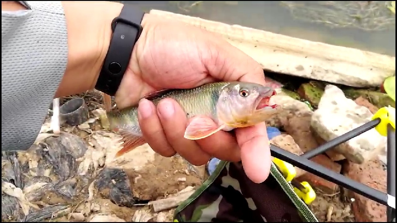 冬季钓鱼窝料配方最新秘方,野钓窝料秘方大揭秘大板鲫的克星