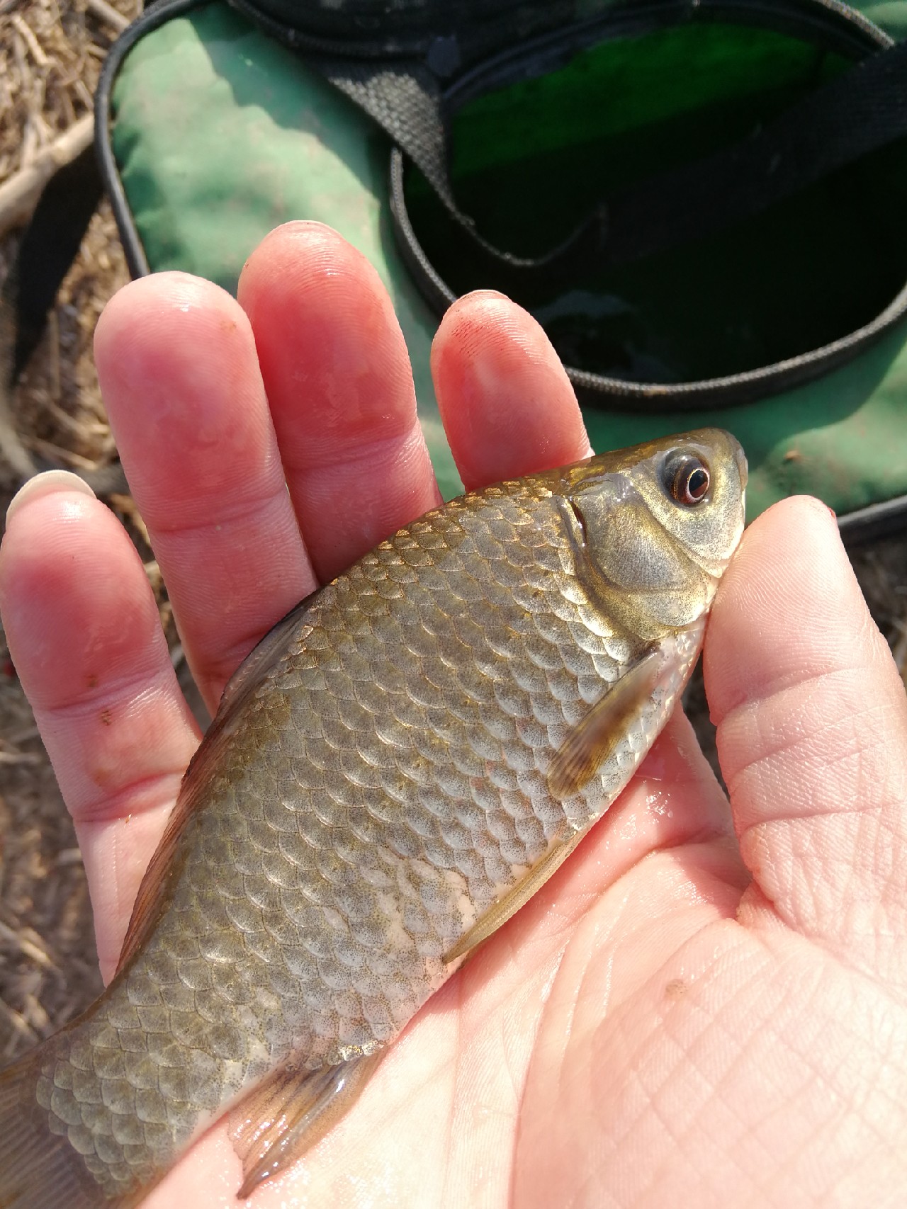 冬季钓鱼窝料配方最新秘方,野钓窝料秘方大揭秘大板鲫的克星