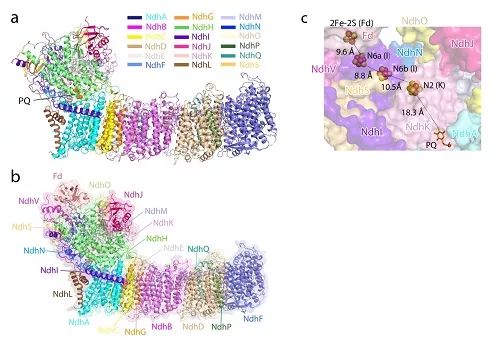 蓝藻光合作用环式电子传递的结构基础研究获进展