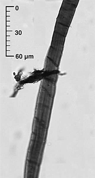 笔墨纸砚文房四宝中国文化,文房四宝文化密码