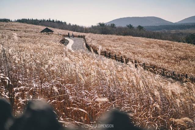 济州岛旅行遇到下雨,日记三年级海边游玩