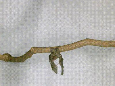 介绍第一视角蝙蝠,认识蝙蝠