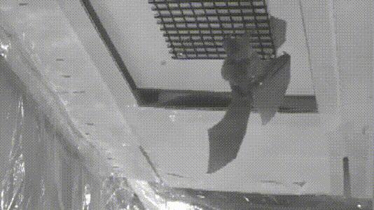 介绍第一视角蝙蝠,认识蝙蝠