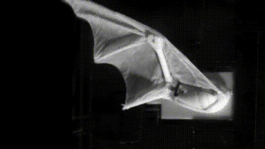 介绍第一视角蝙蝠,认识蝙蝠