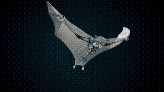 介绍第一视角蝙蝠,认识蝙蝠