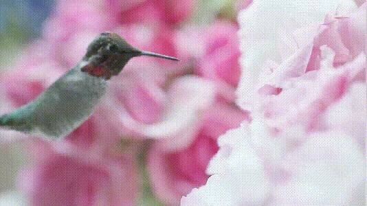 介绍第一视角蝙蝠,认识蝙蝠