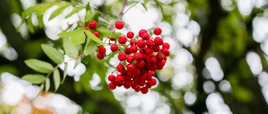 化疗出现的皮肤过敏用什么药,化疗过敏是什么原因导致的