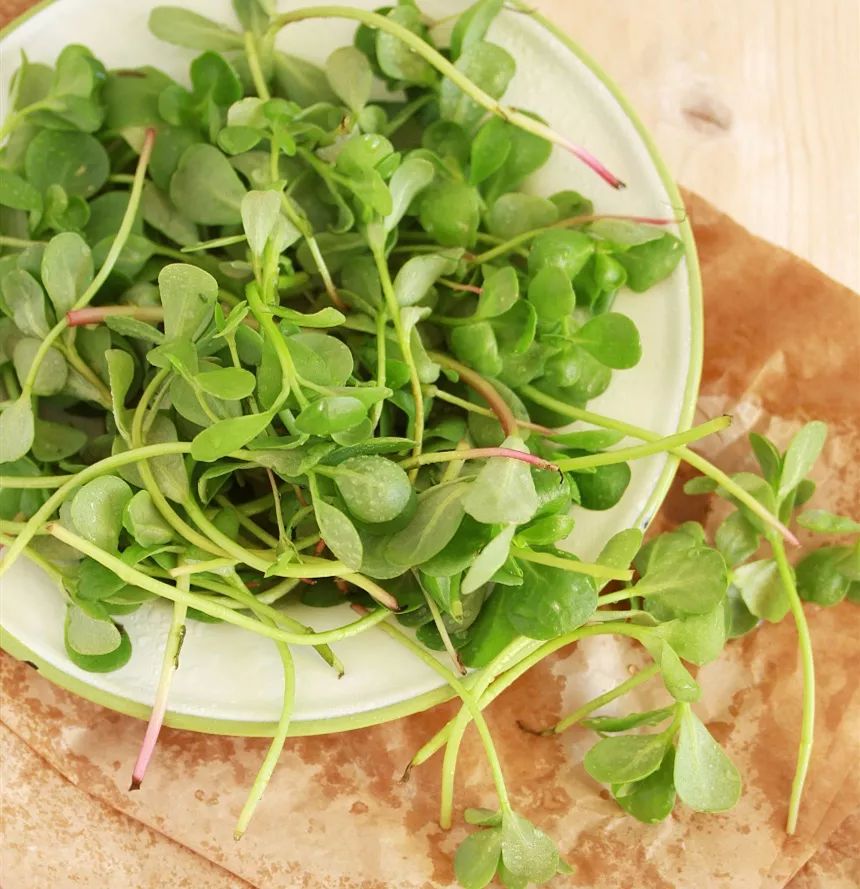 艾珂薇acwelln4抗敏感保湿面霜,推荐敏感肌使用保湿力度强的面霜