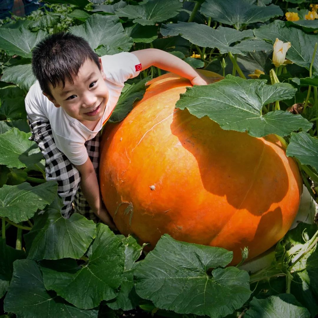 一送最少几十吨，支援湖北的背后是世界第一硬核蔬菜大国……