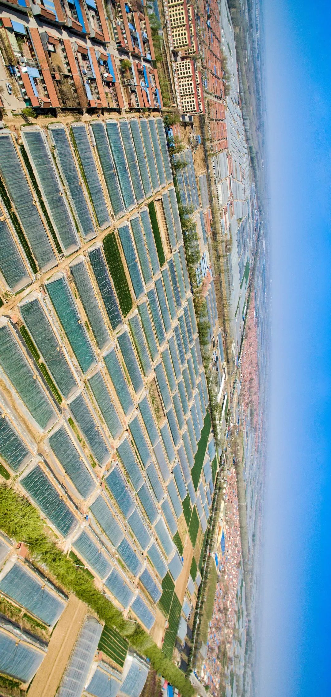 一送最少几十吨，支援湖北的背后是世界第一硬核蔬菜大国……