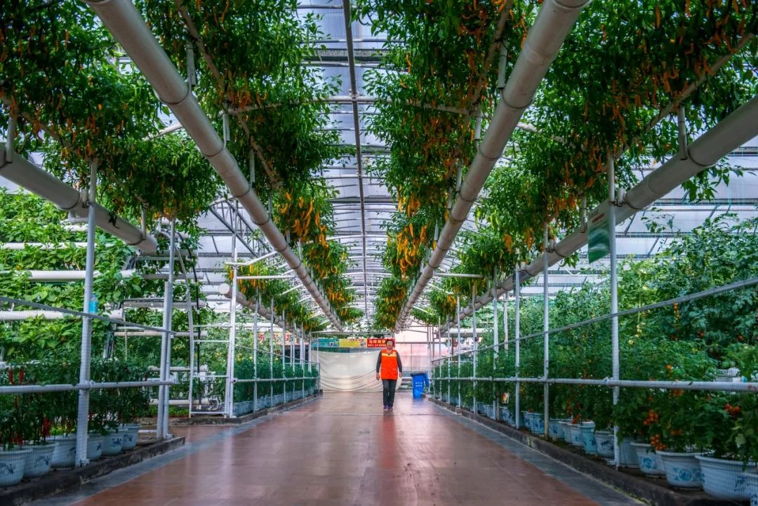 一送最少几十吨，支援湖北的背后是世界第一硬核蔬菜大国……