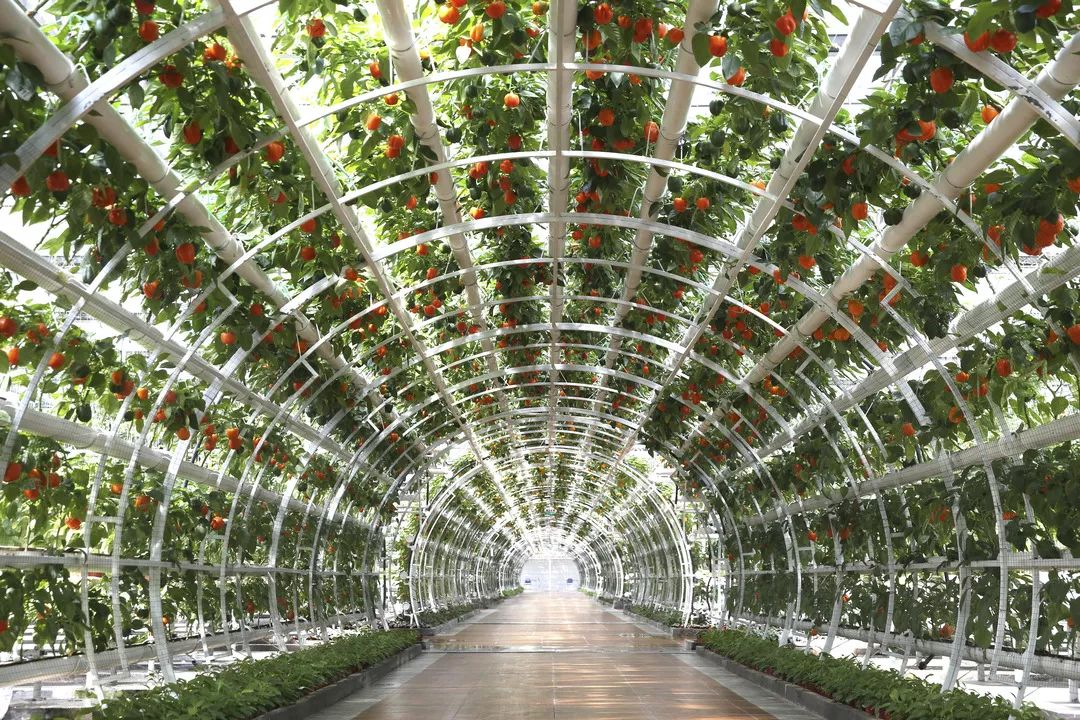 一送最少几十吨，支援湖北的背后是世界第一硬核蔬菜大国……