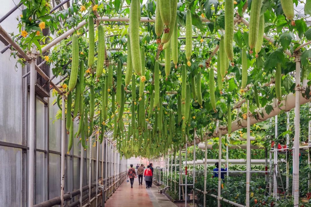 一送最少几十吨，支援湖北的背后是世界第一硬核蔬菜大国……