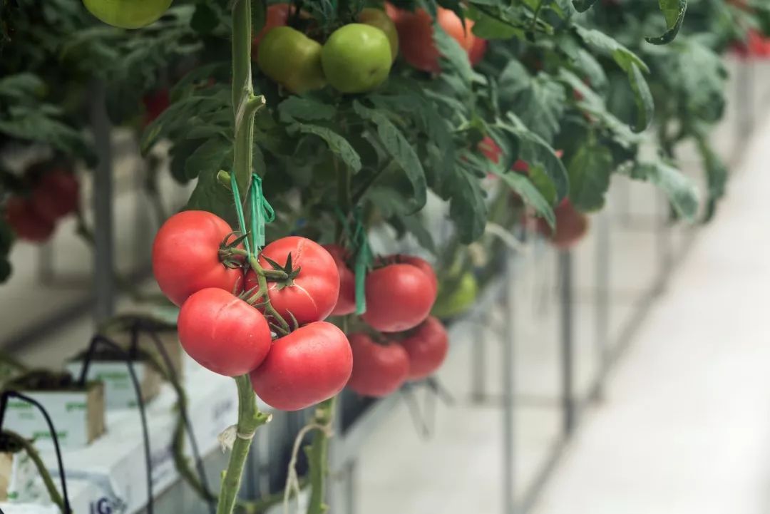 一送最少几十吨，支援湖北的背后是世界第一硬核蔬菜大国……