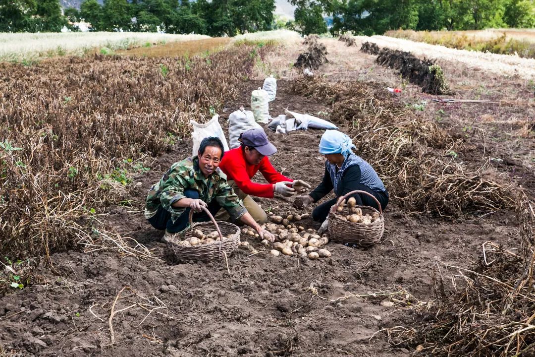 一送最少几十吨，支援湖北的背后是世界第一硬核蔬菜大国……