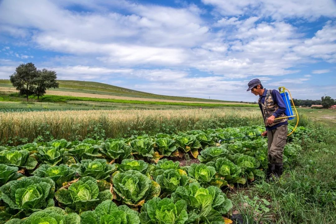一送最少几十吨，支援湖北的背后是世界第一硬核蔬菜大国……