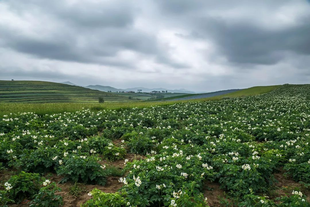 一送最少几十吨，支援湖北的背后是世界第一硬核蔬菜大国……
