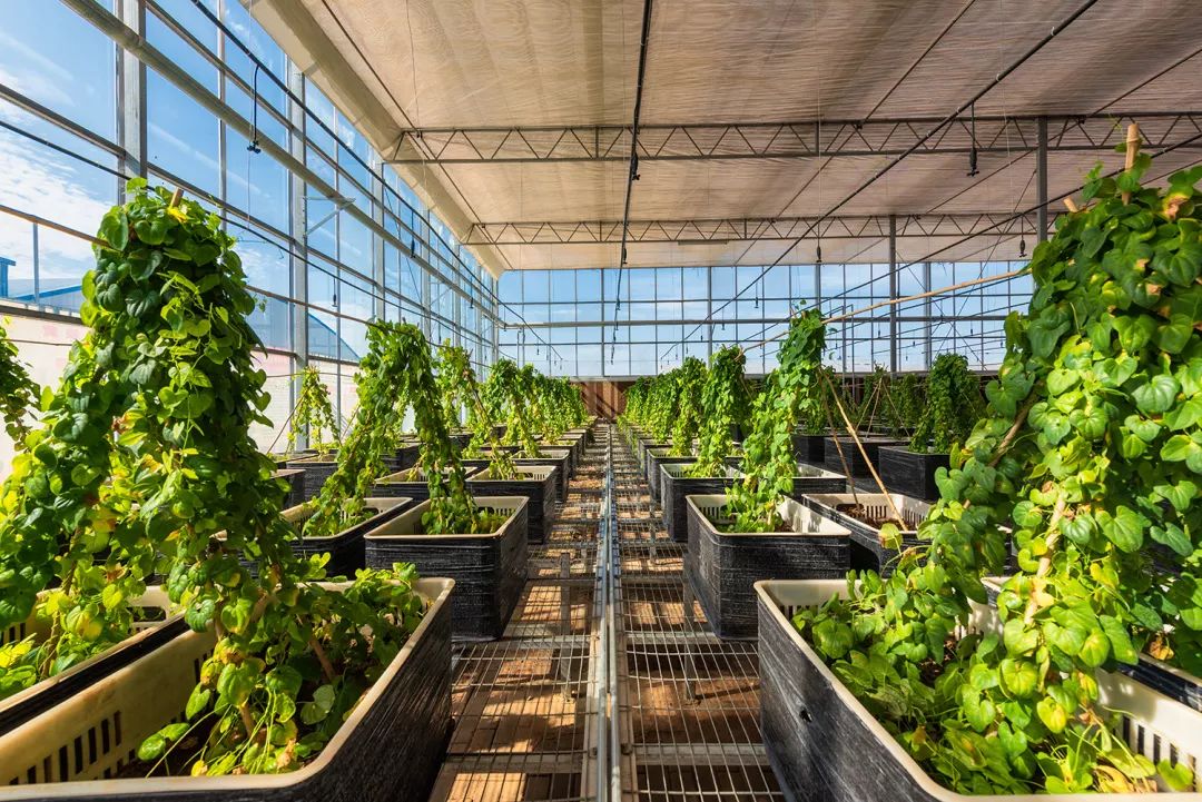 一送最少几十吨，支援湖北的背后是世界第一硬核蔬菜大国……