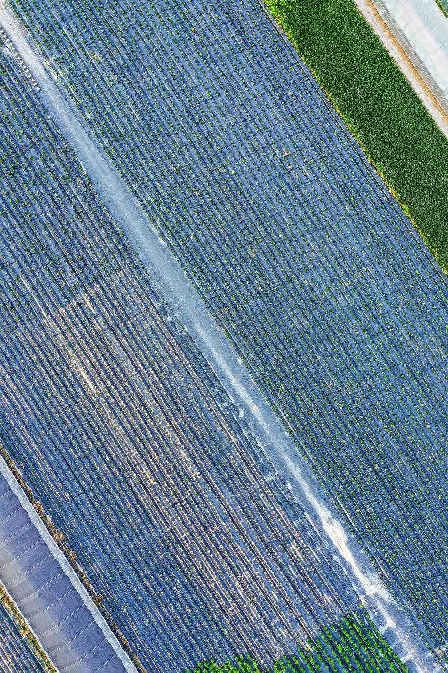 一送最少几十吨，支援湖北的背后是世界第一硬核蔬菜大国……