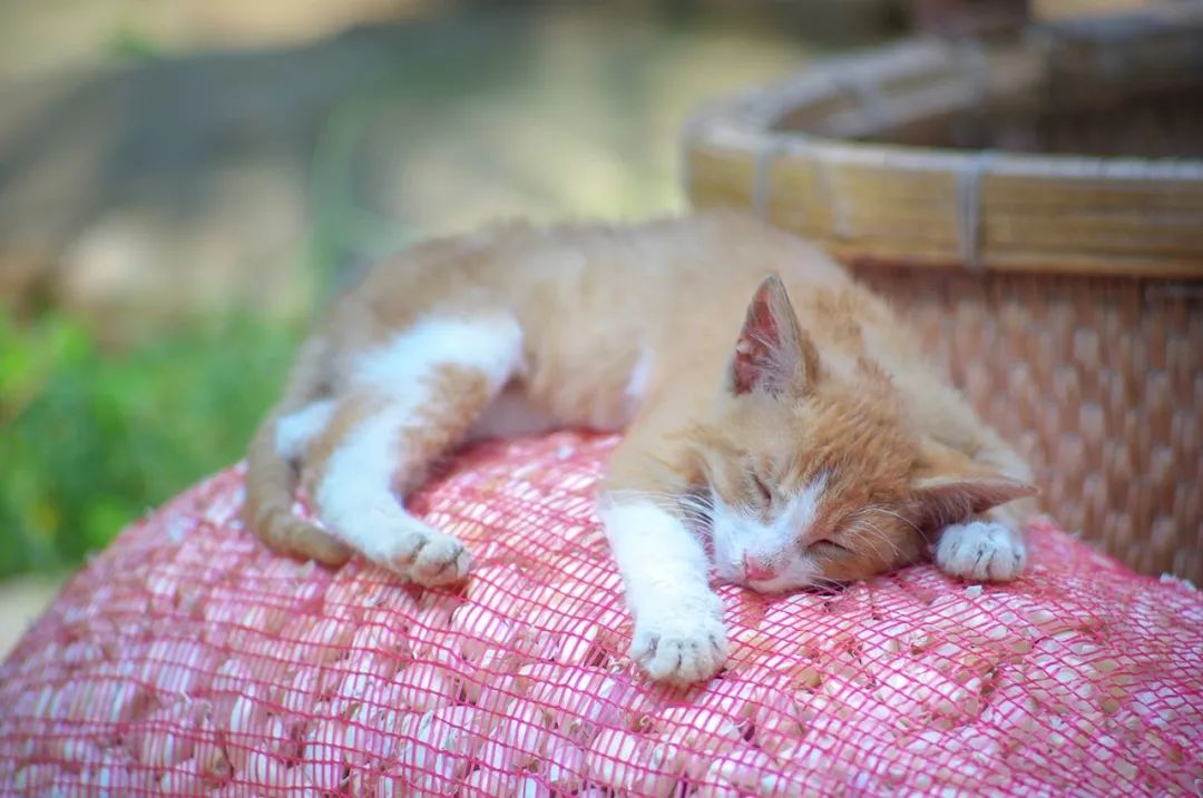 一送最少几十吨，支援湖北的背后是世界第一硬核蔬菜大国……