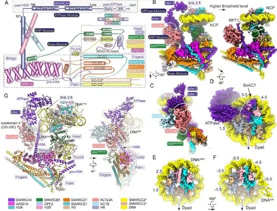 复旦大学徐彦辉Science;刘庄,蒋伟,毛辉,吴松,廖永红等成果速递丨BioDaily20200211