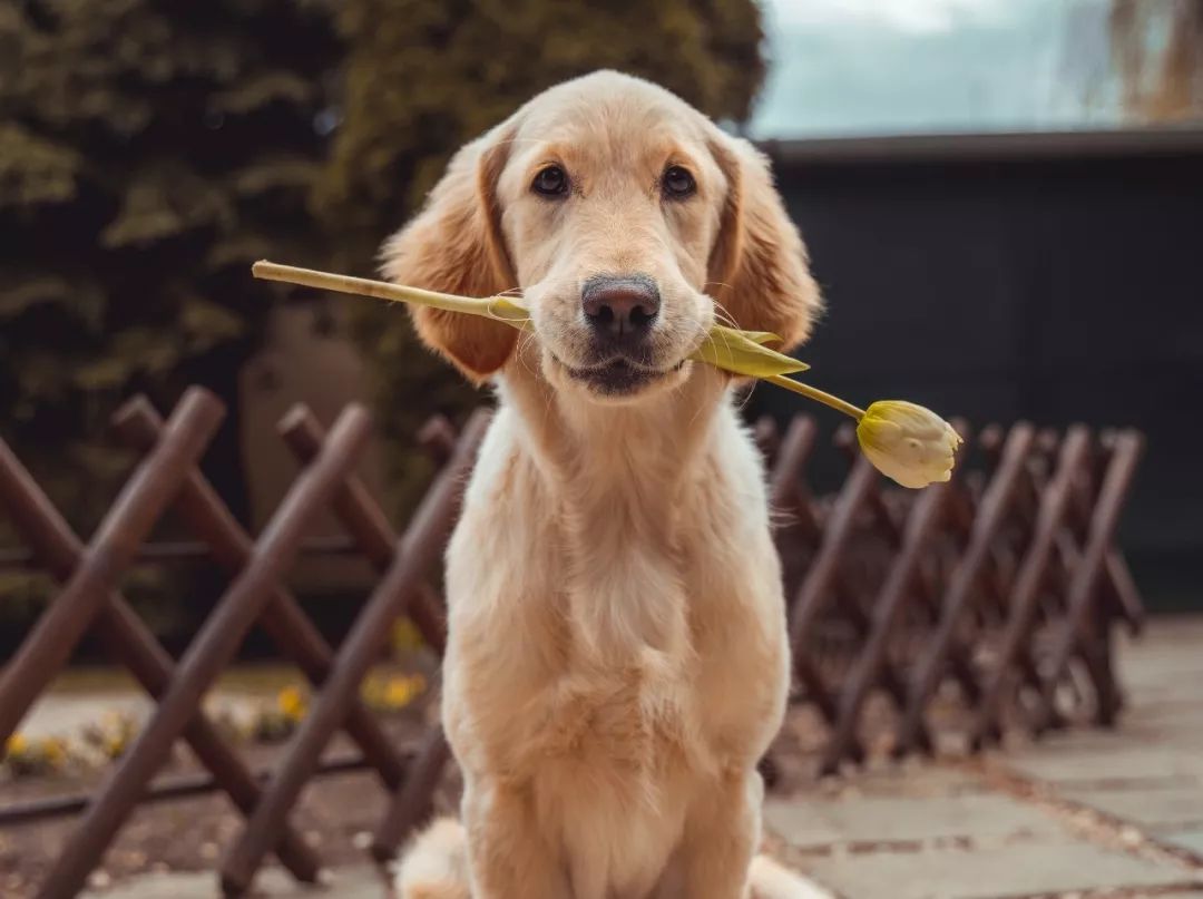朋友圈拉投票幽默简短句子,10个幽默句子