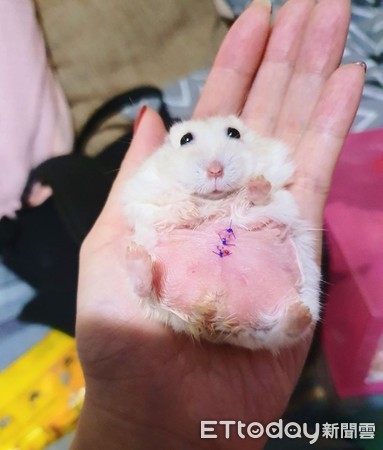 仓鼠结扎露粉红嫩肚　举起小手打招呼