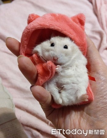 仓鼠结扎露粉红嫩肚　举起小手打招呼