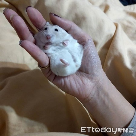 仓鼠结扎露粉红嫩肚　举起小手打招呼