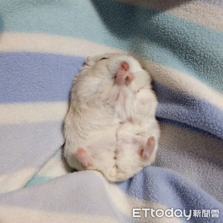 仓鼠结扎露粉红嫩肚　举起小手打招呼