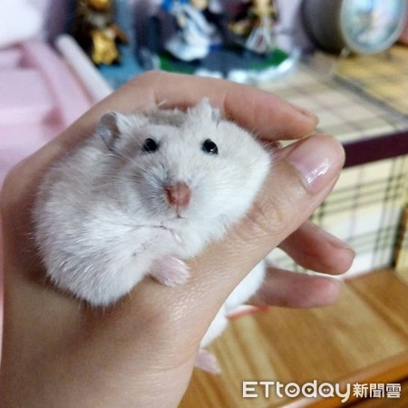 仓鼠结扎露粉红嫩肚　举起小手打招呼