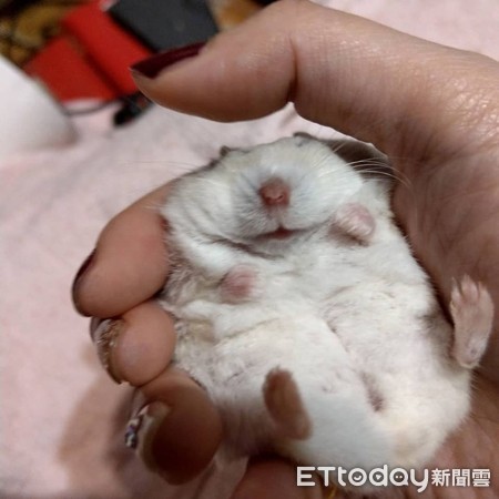 仓鼠结扎露粉红嫩肚　举起小手打招呼