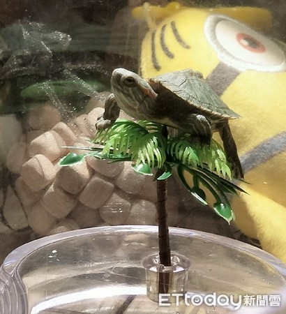 乌龟爱爬楼,乌龟一直向上攀爬