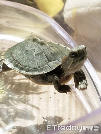 乌龟爱爬楼,乌龟一直向上攀爬