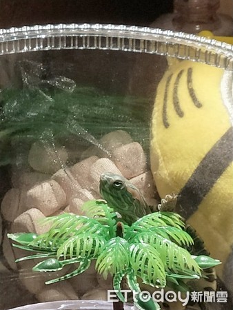 乌龟爱爬楼,乌龟一直向上攀爬