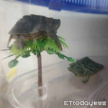 乌龟爱爬楼,乌龟一直向上攀爬