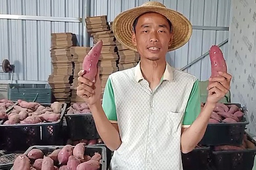 拼多多助农直播240场,助农拼多多