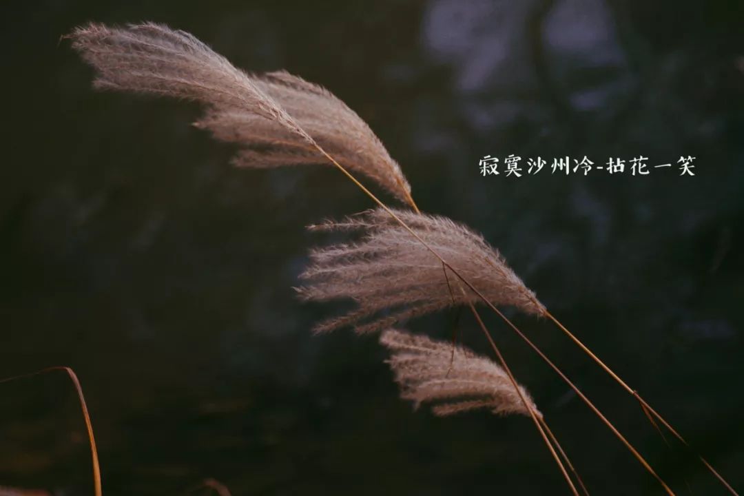 老派情歌|我已经苍老,可我依然会沦陷于千吻之深