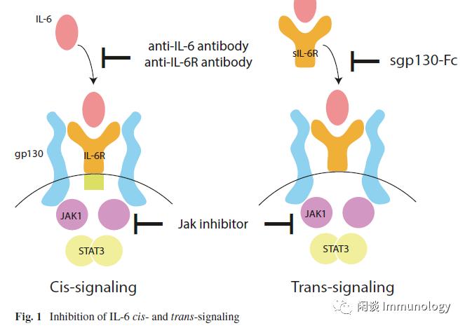 细胞因子风暴是一种什么病,细胞因子风暴治疗方法